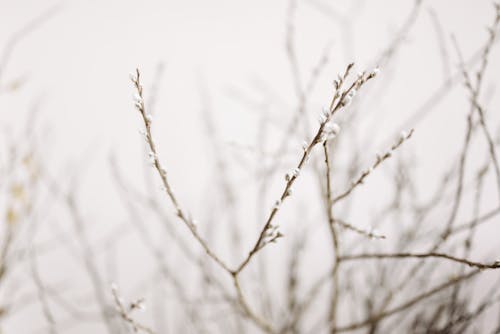 Free Brown Leafless Tree Stock Photo