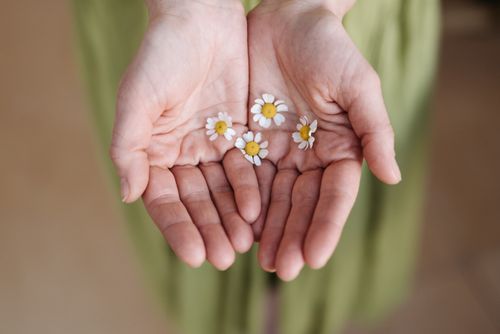 Free Close-up of hands holding small daisies, symbolizing care and delicacy in nature. Stock Photo