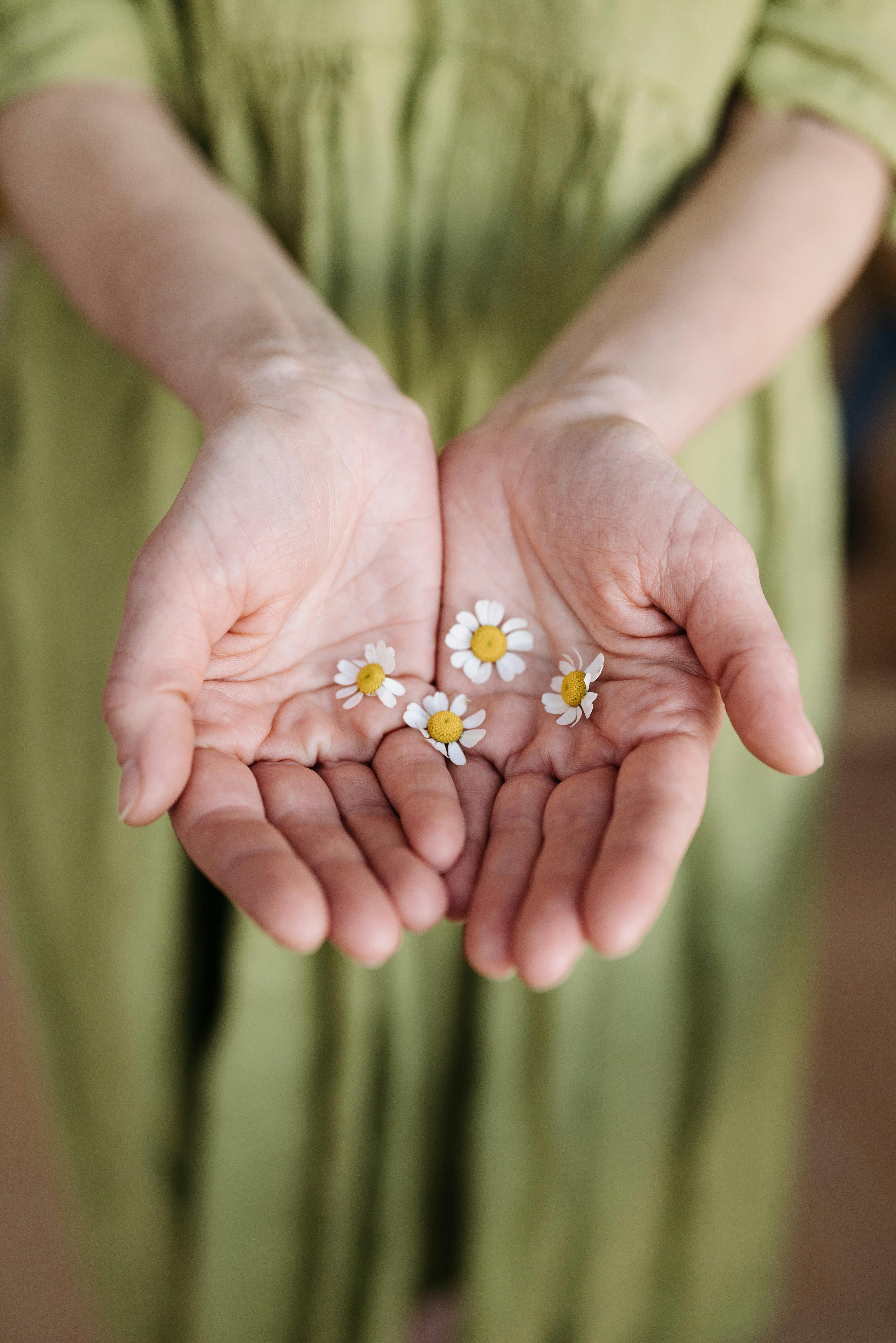 A close-up of hands gently holding small chamomile flowers, symbolizing care and nature.