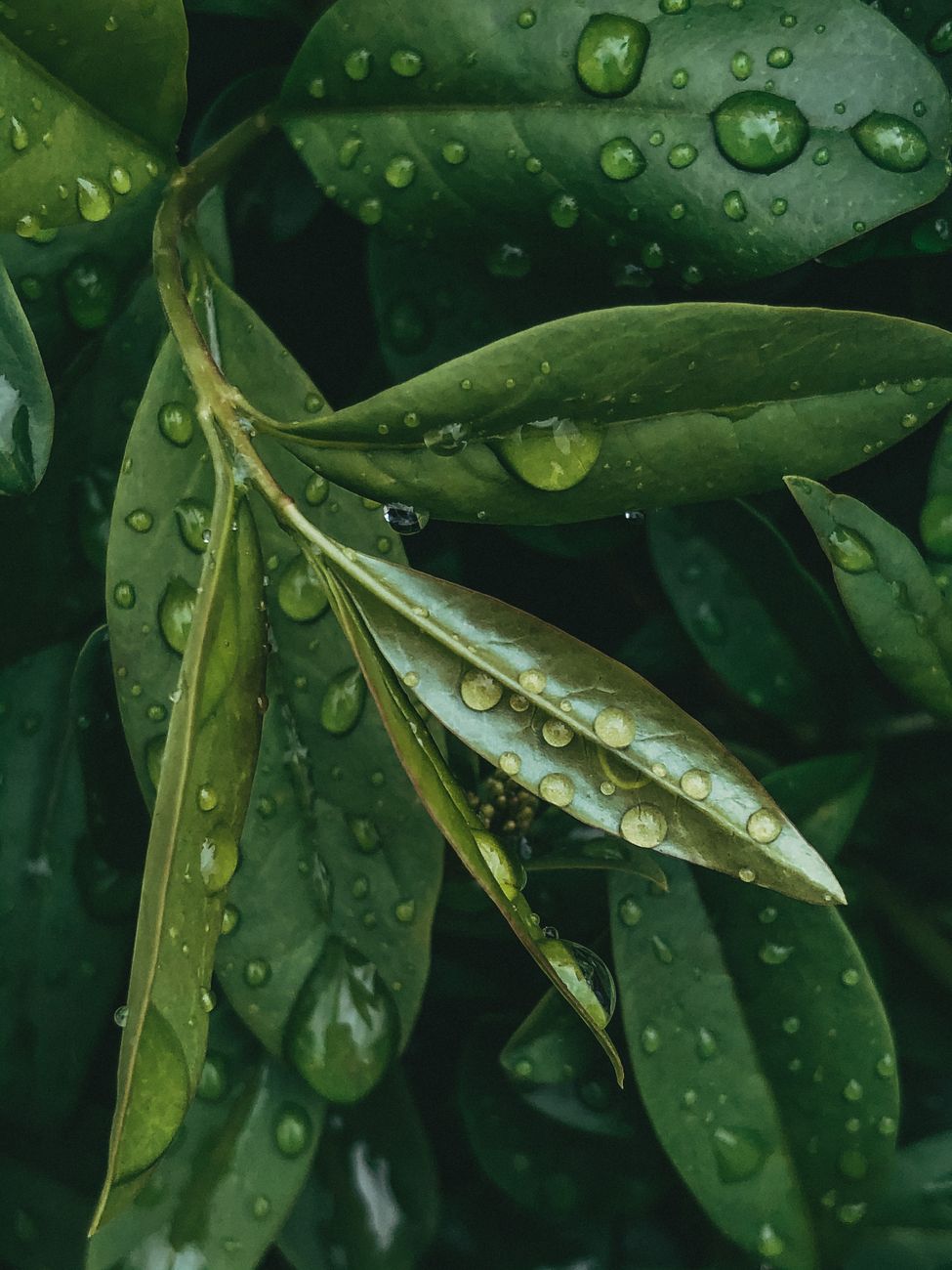 EGCG from Green Tea: How This Antioxidant Powerhouse Transformed One Client's Longevity Journey