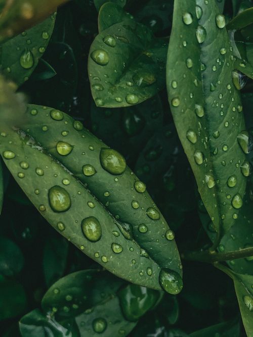 Free Detailed view of lush green leaves covered in glistening water droplets, creating a vibrant and fresh nature scene. Stock Photo