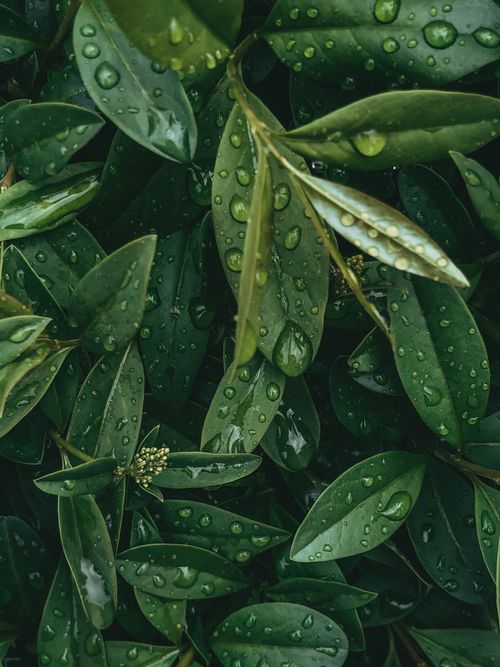 Free Detailed shot of wet bay laurel leaves covered in dewdrops, showcasing fresh greenery. Stock Photo