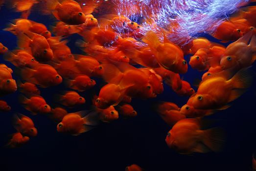 A striking image of a school of parrotfish swimming in deep, vivid blue water.