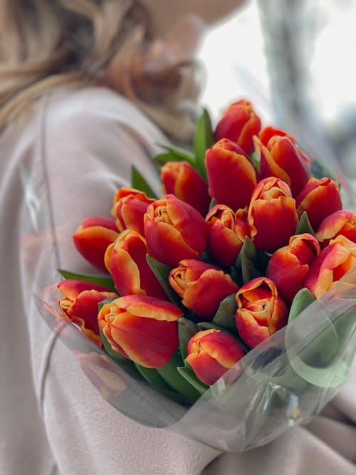 Woman Holding Red Tulips Bouquet 
