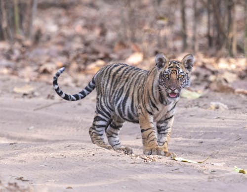 Free A Tiger Cub Stock Photo