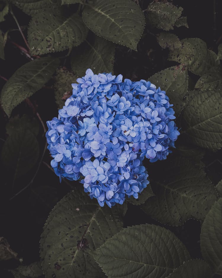 Blue Hydrangea Flower