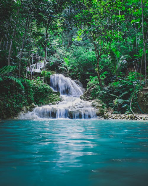 Photographie De Cascades Entre Les Arbres