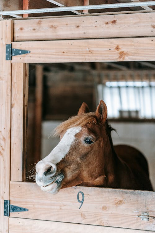 Foto profissional grátis de animal, cavalo, cela