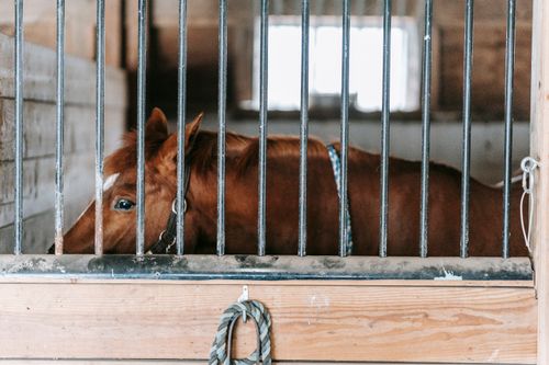 Free A horse stands behind metal bars inside a rustic barn, providing a serene and captive scene. Stock Photo