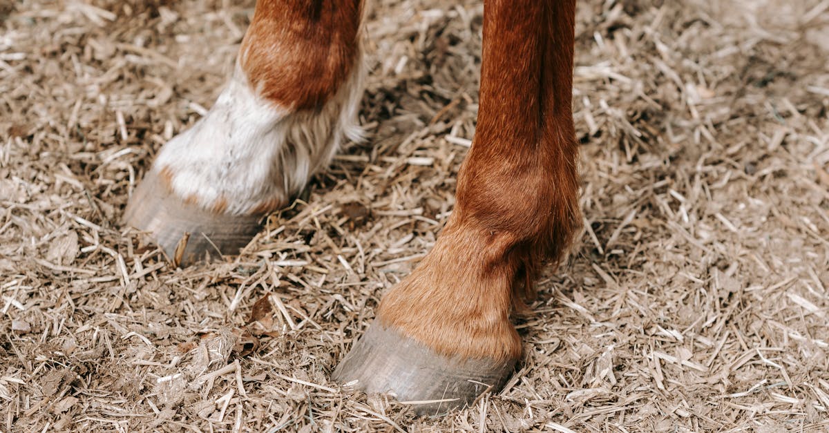 Is Elmer's glue made from horse hooves
