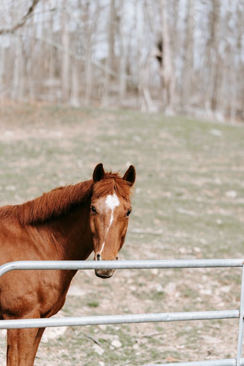 Foto profissional grátis de animal, cavalo, cela