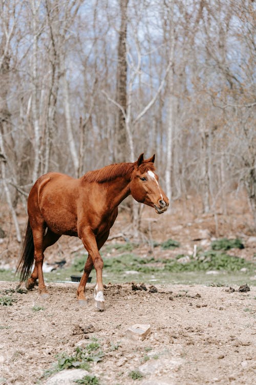 Bezpłatne Darmowe zdjęcie z galerii z chordata, equus, ferus Zdjęcie z galerii