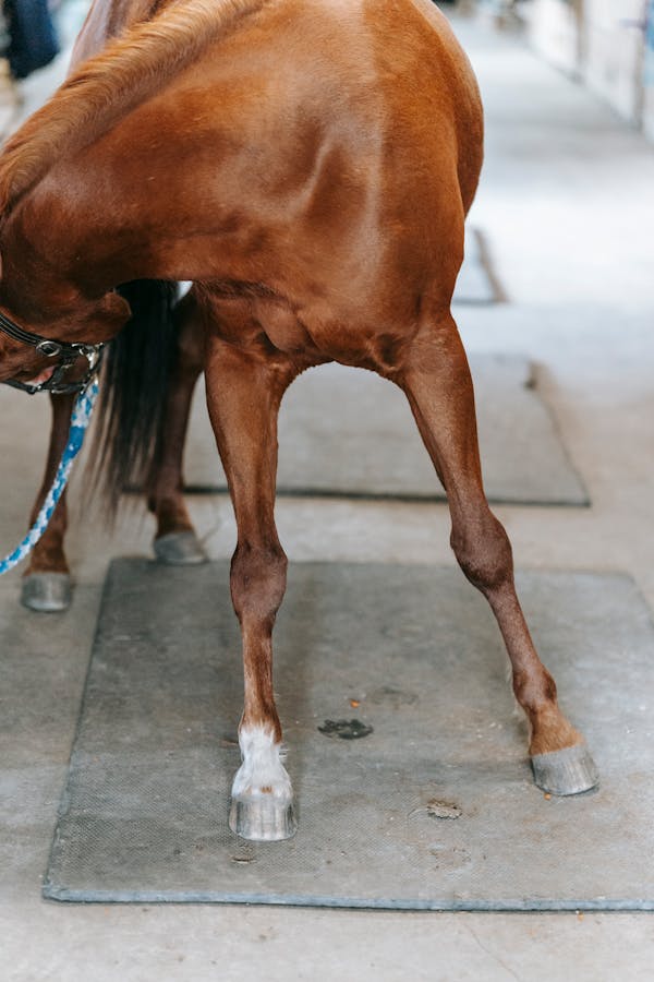 Brown Horse on Gray Concrete Floor