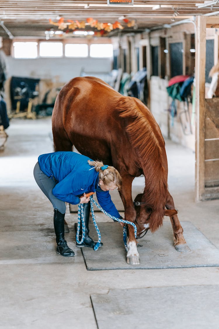 A Horse In Stables