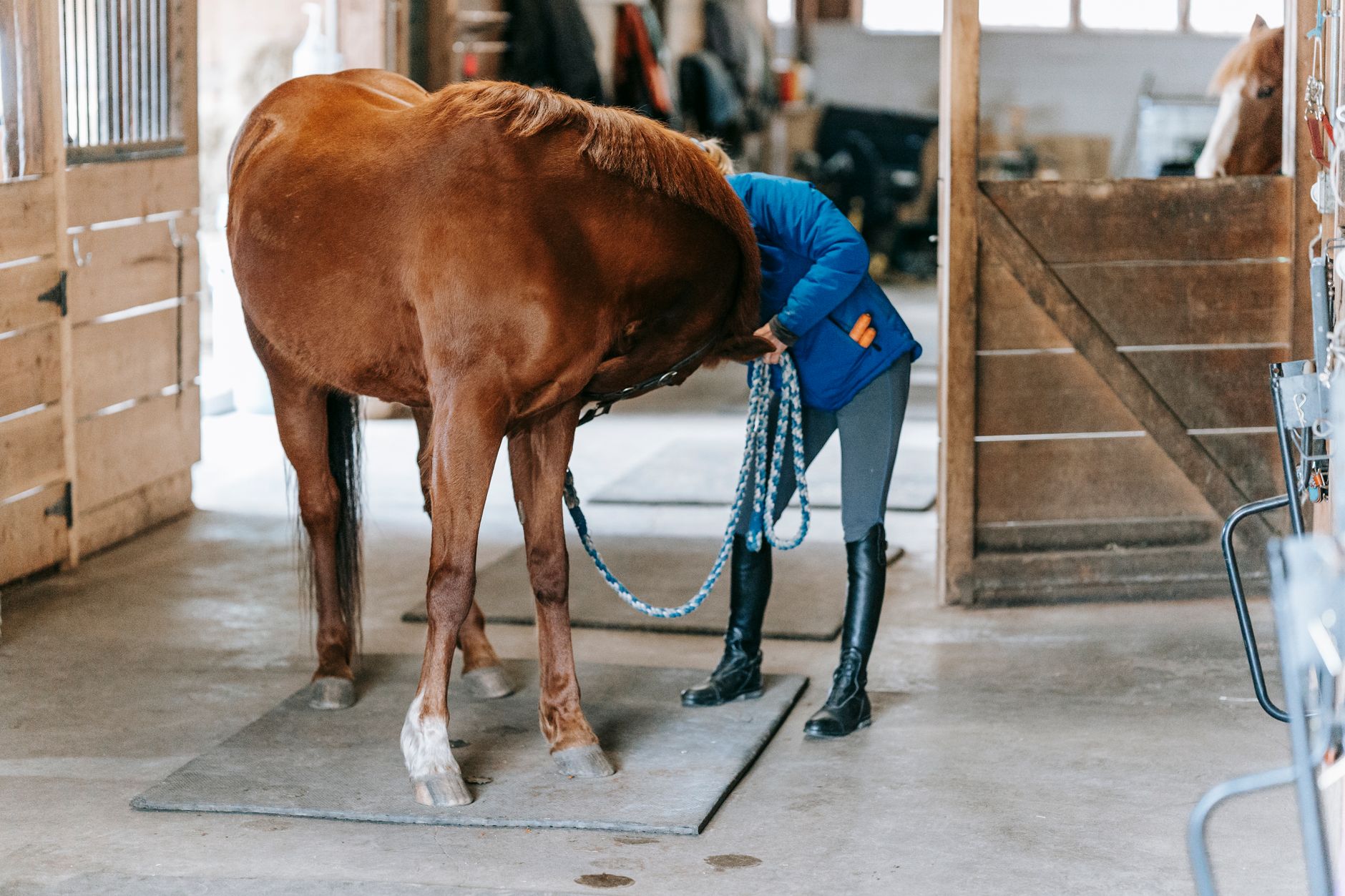 Veterinarian examining a horse during a checkup