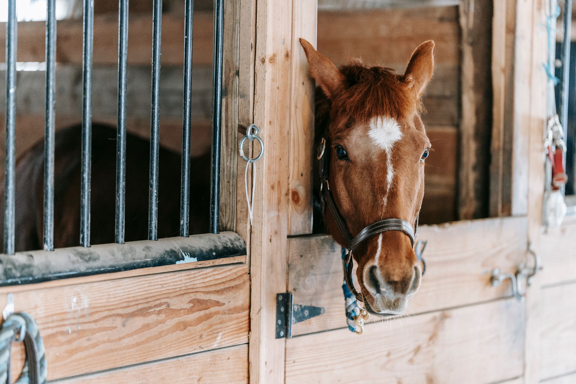 Close-Up Shot of a Horse in a Stable