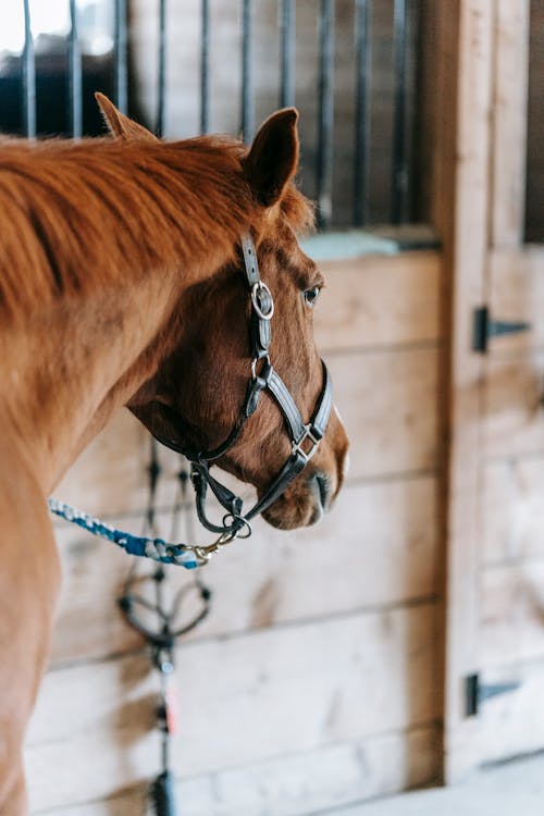 Fotos de stock gratuitas de animal, caballo, crin