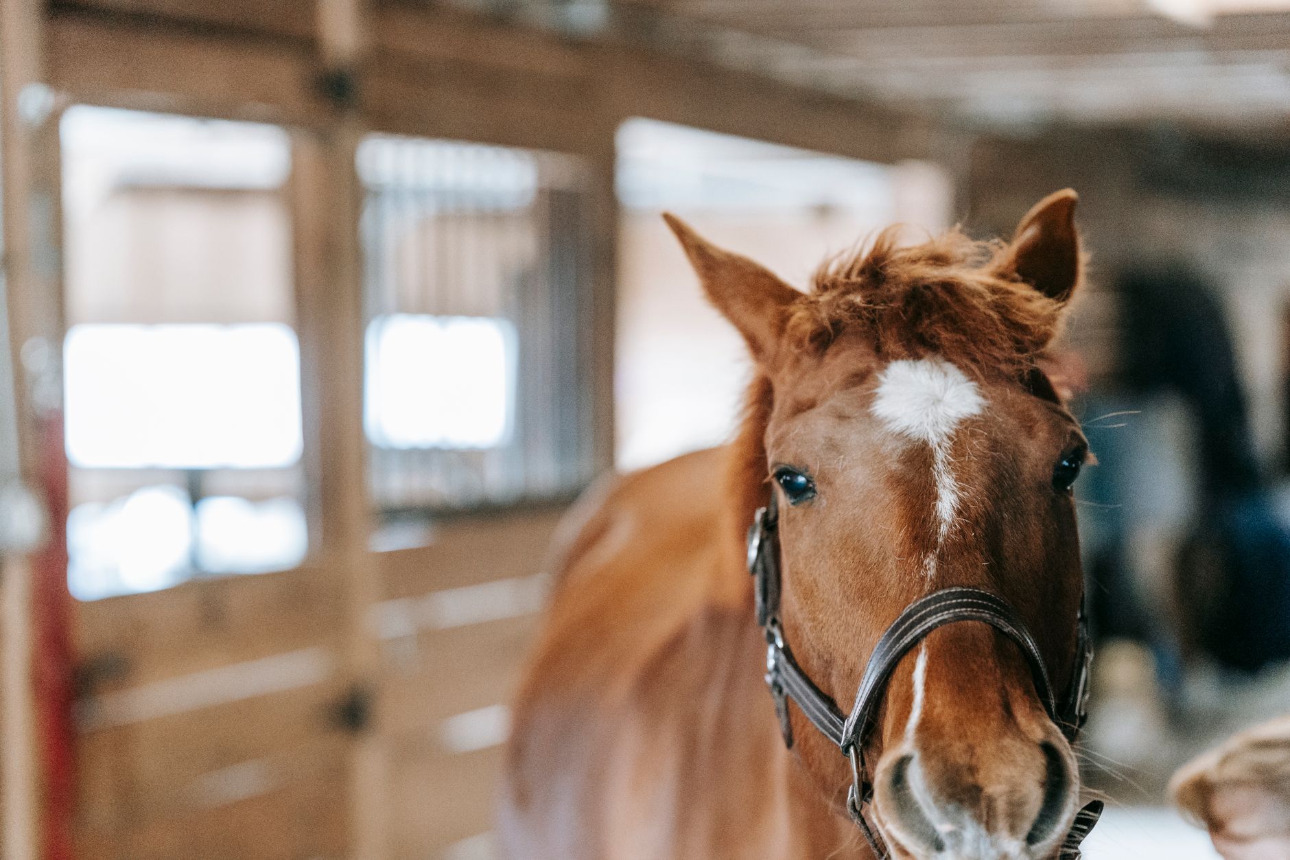 A horse undergoing diagnostic blood testing at a veterinary clinic