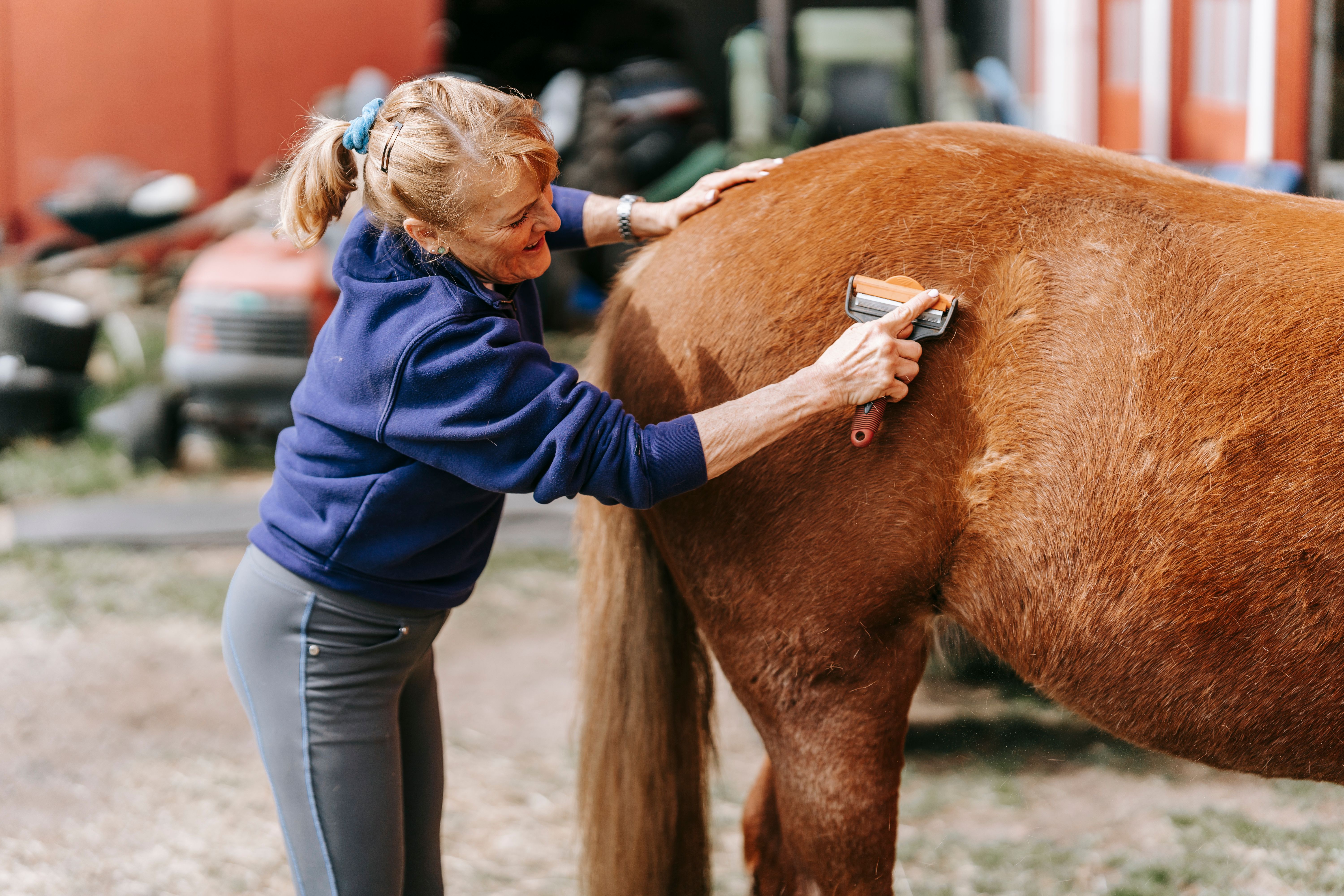 A woman in a blue sweater is grooming a brown horse with a brush in an outdoor setting.