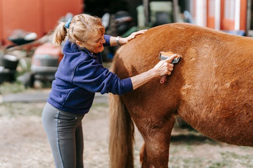 Fotos de stock gratuitas de adulto, animal, caballo marrón