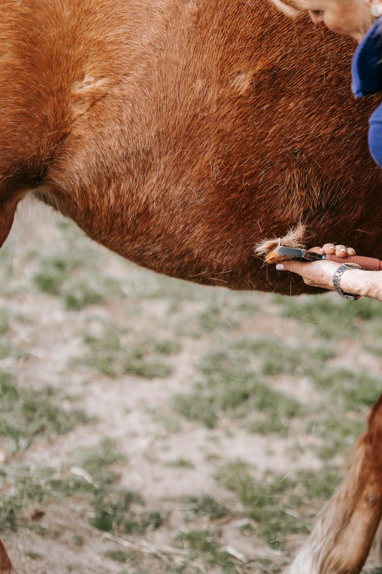 Woman Brushing Horse