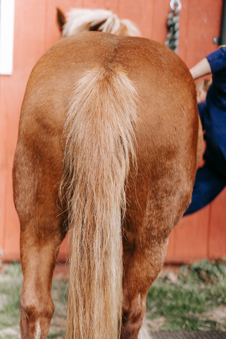 Close-Up Shot Of The Tail Of A Horse