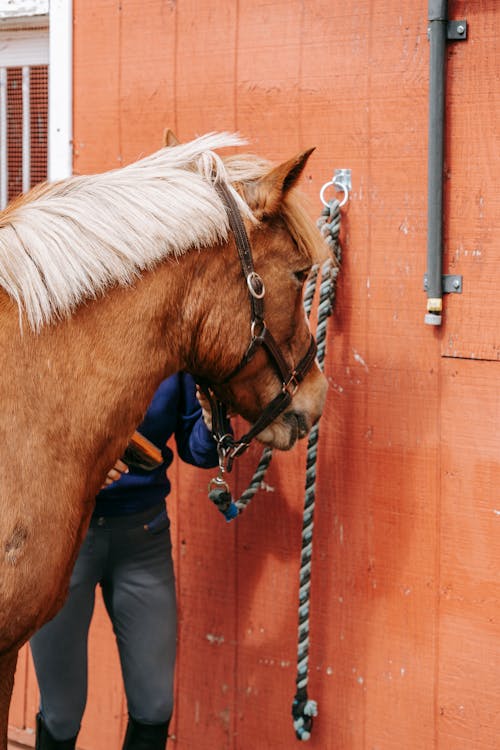 Gratis arkivbilde med bissel, brun hest, buskap