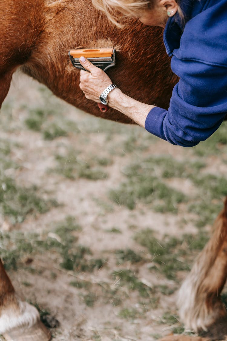 Woman Brushing Horse