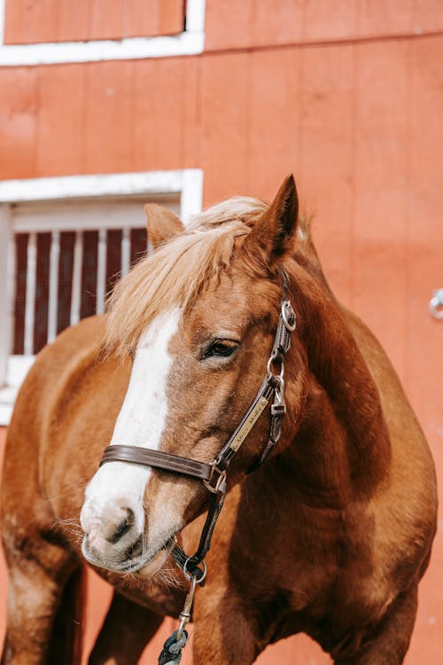 Gratis stockfoto met beest, kastanje paard, paard