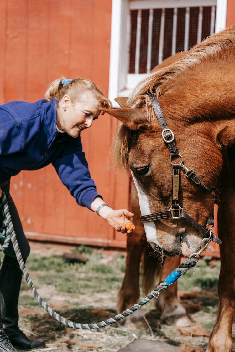 Woman Feeding Horse