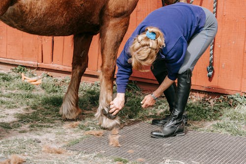 Kostnadsfri bild av blå jacka, bondgård, brun häst