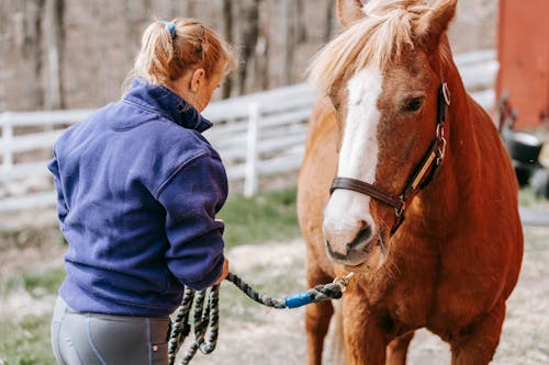 Fotos de stock gratuitas de animal, caballo, chaqueta azul