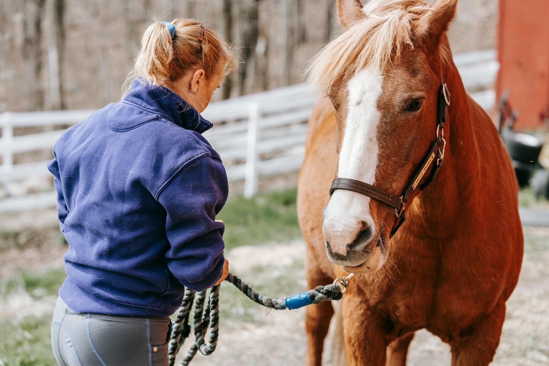 Woman Standing Next to a Horse Holding Lead