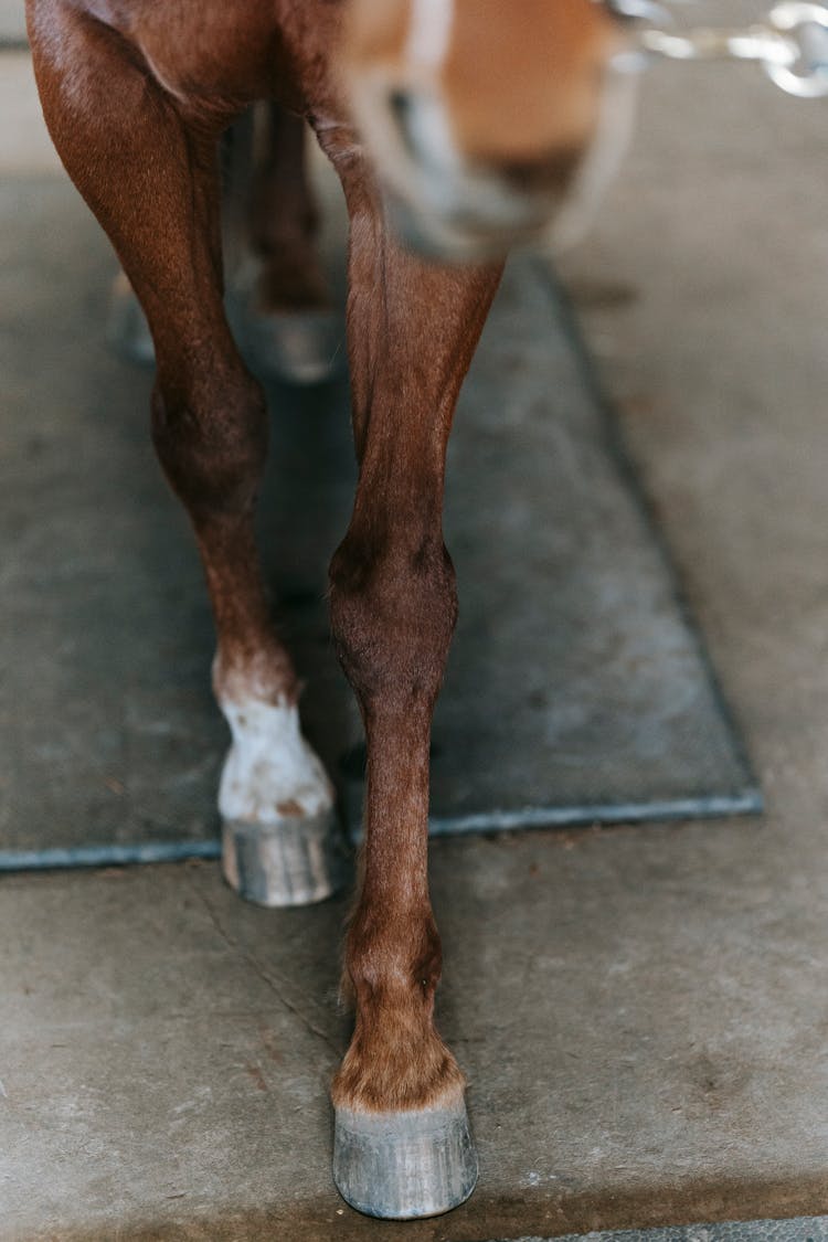 A Horse Walking On The Concrete Floor