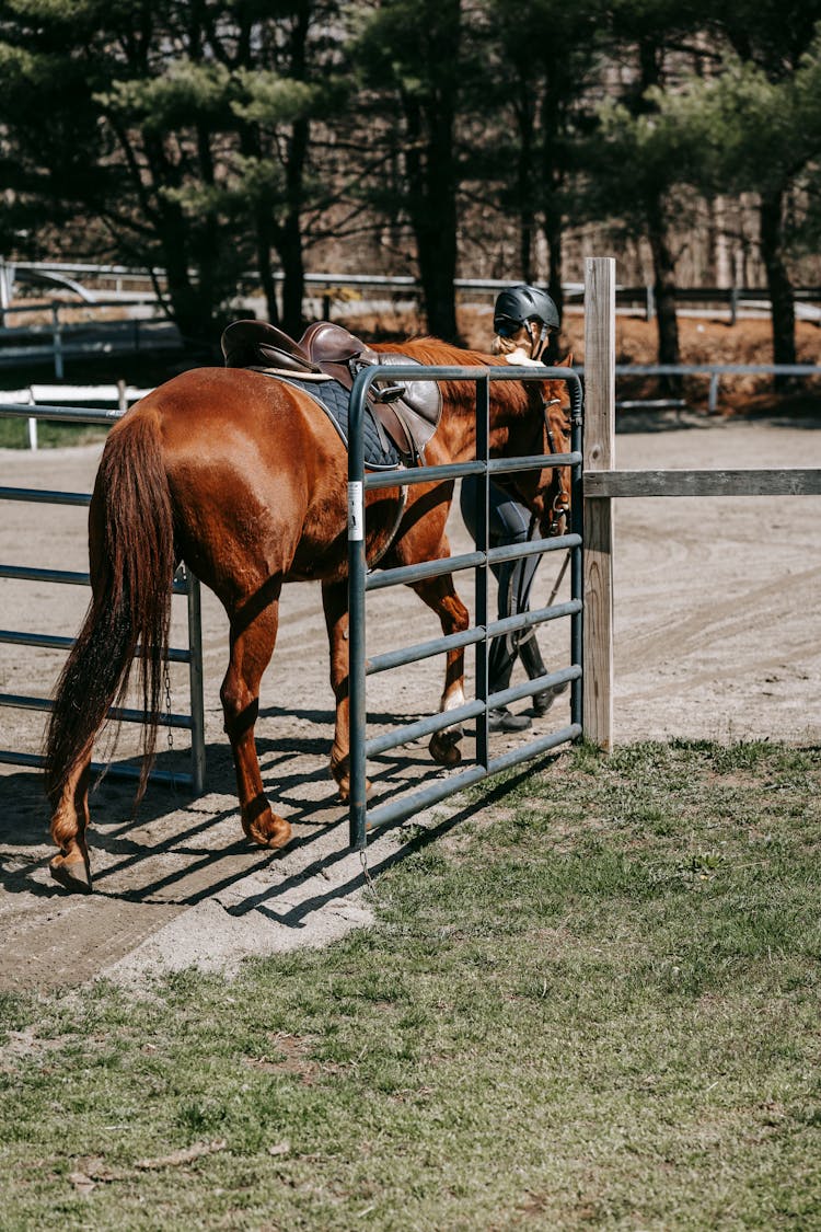 A Horse Walking On The Field