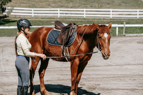 Gratis Fotos de stock gratuitas de caballo, ciclista, domesticado Foto de stock
