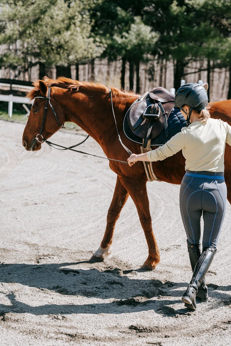 A Person Holding The Horse's Leash