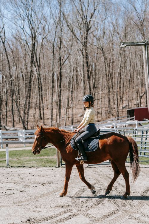 Free Woman in equestrian gear riding a brown horse in an outdoor arena with trees in the background. Stock Photo