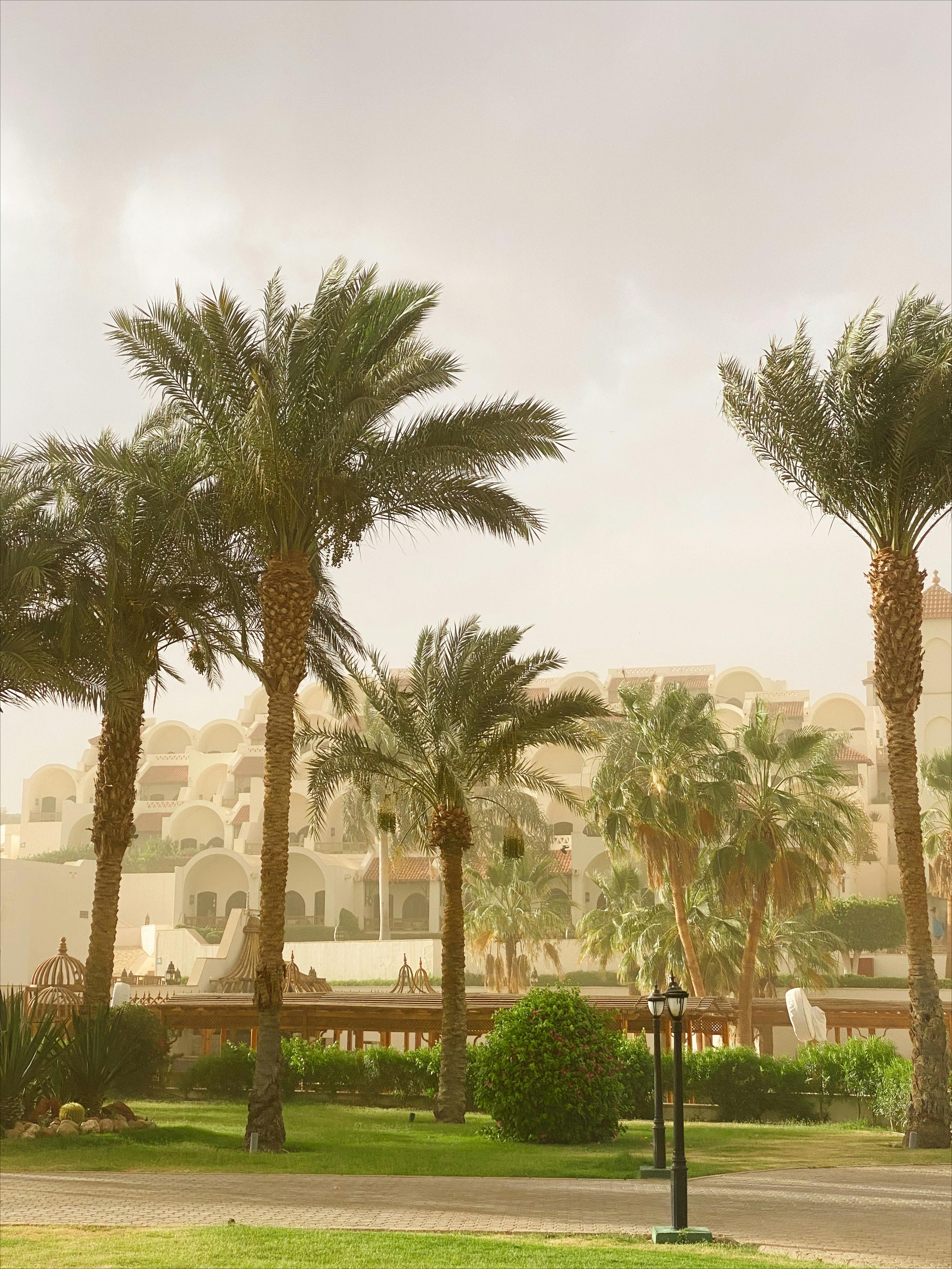 Palm trees in front of a resort with distinctive architecture under clear skies.