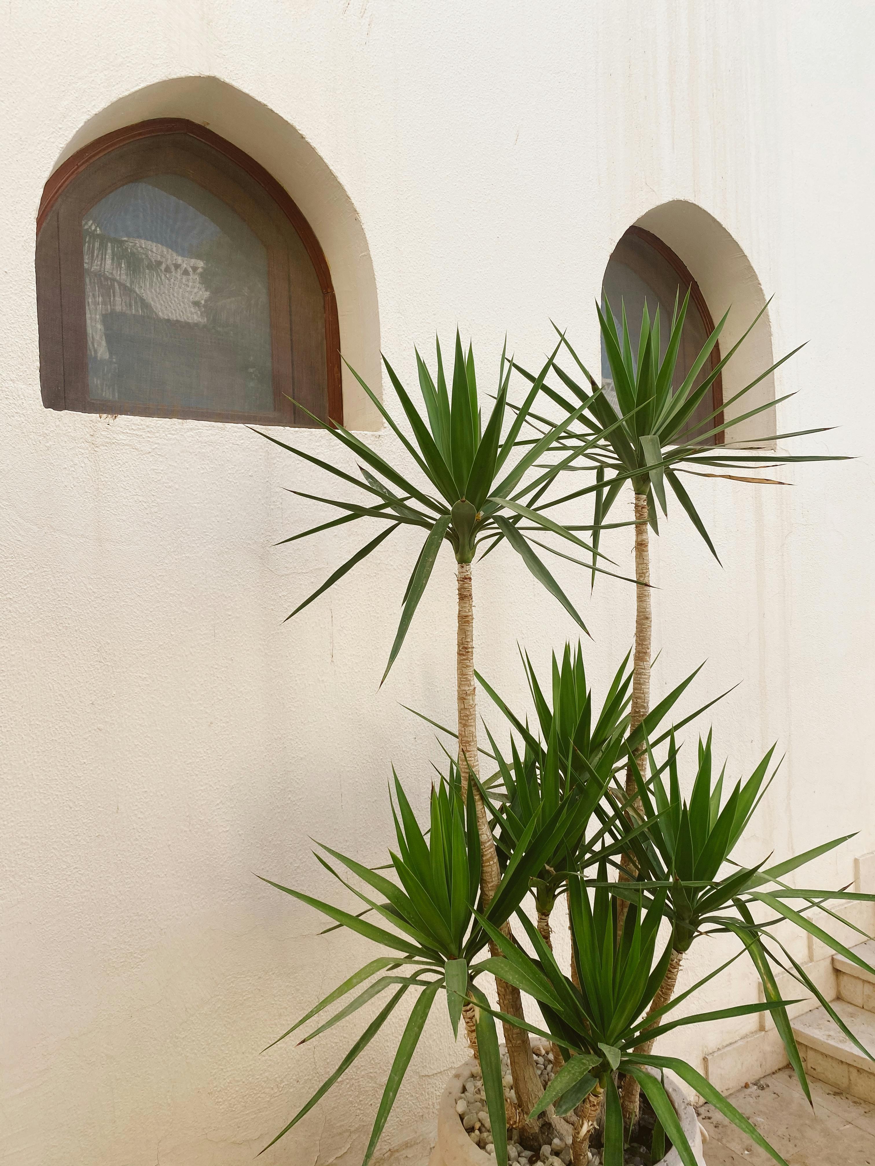 Vertical shot of a yucca plant in front of arched windows, against a textured wall.
