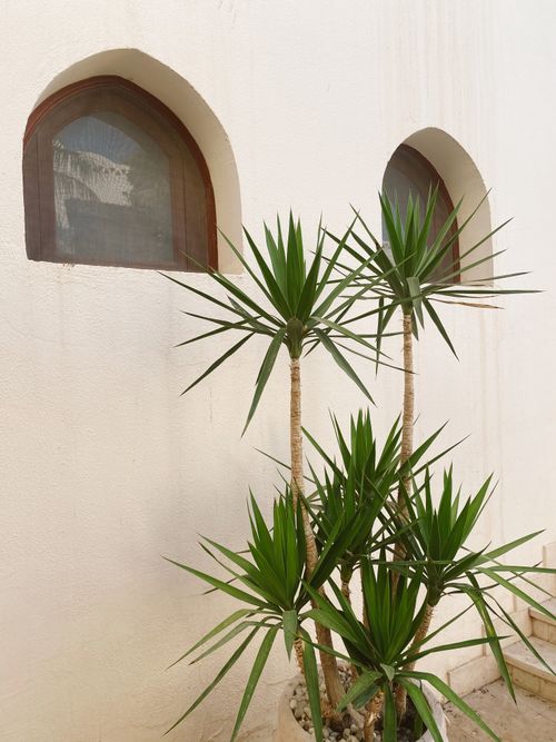 Free Vertical shot of a yucca plant in front of arched windows, against a textured wall. Stock Photo