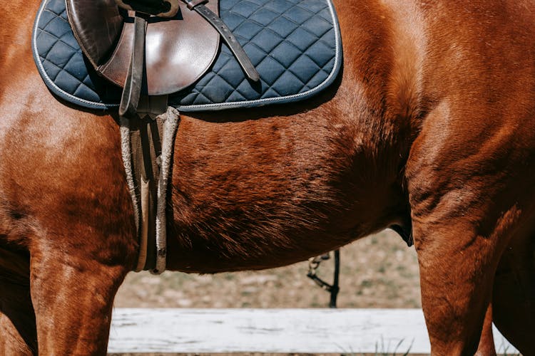 Stirrups And Saddle On Horse