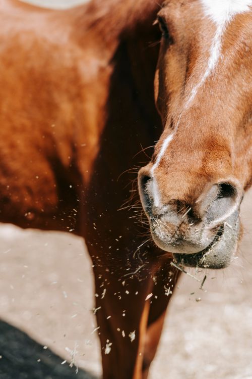 Free A close-up shot of a brown horse eating hay with sunlight highlighting its features. Stock Photo