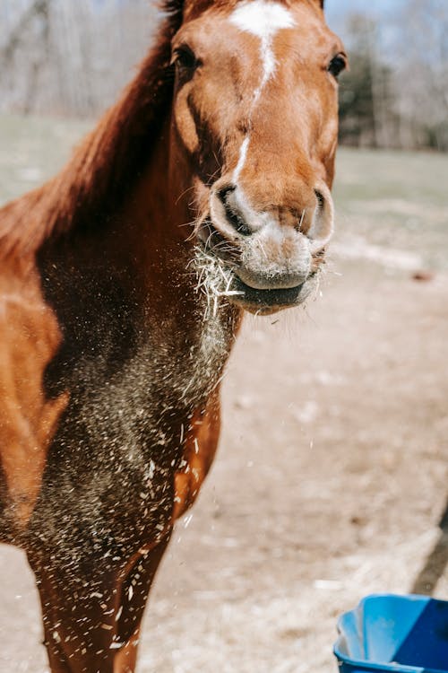 Close-Up shot of a Horse