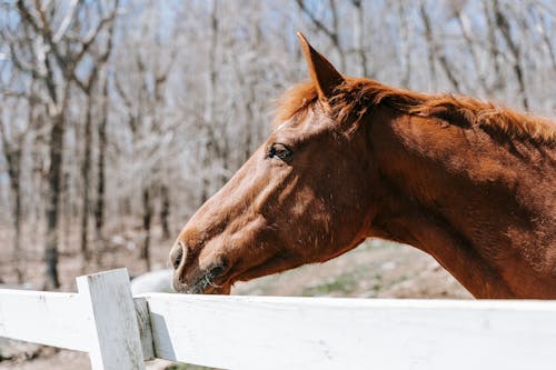 Side View of a Brown Horse