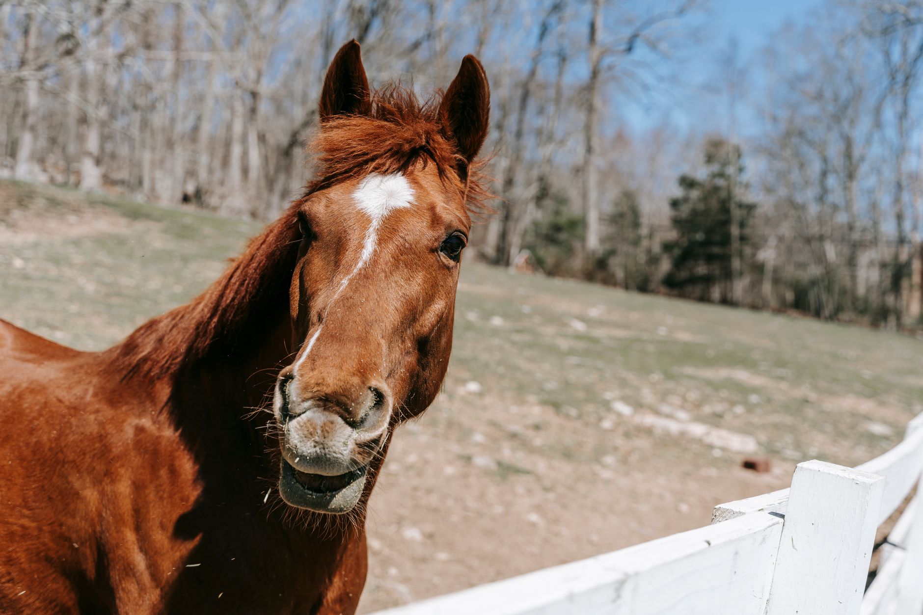A horse undergoing diagnostic blood testing at a veterinary clinic