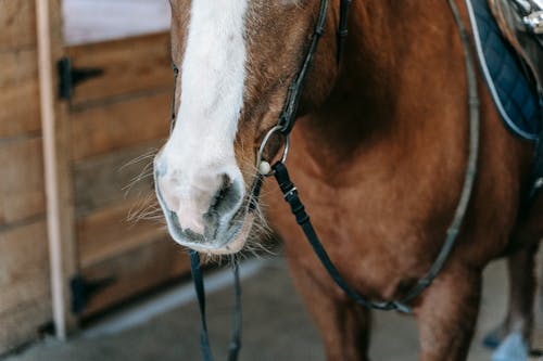 Close-up of a Brown Horse