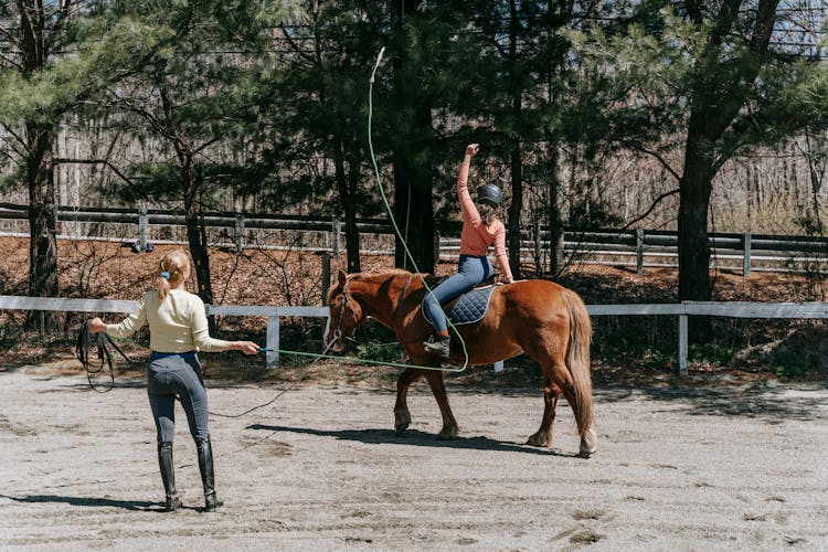 Horse Working In Paddock