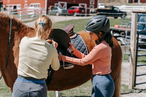 Fotos de stock gratuitas de animal, caballo, ensillar