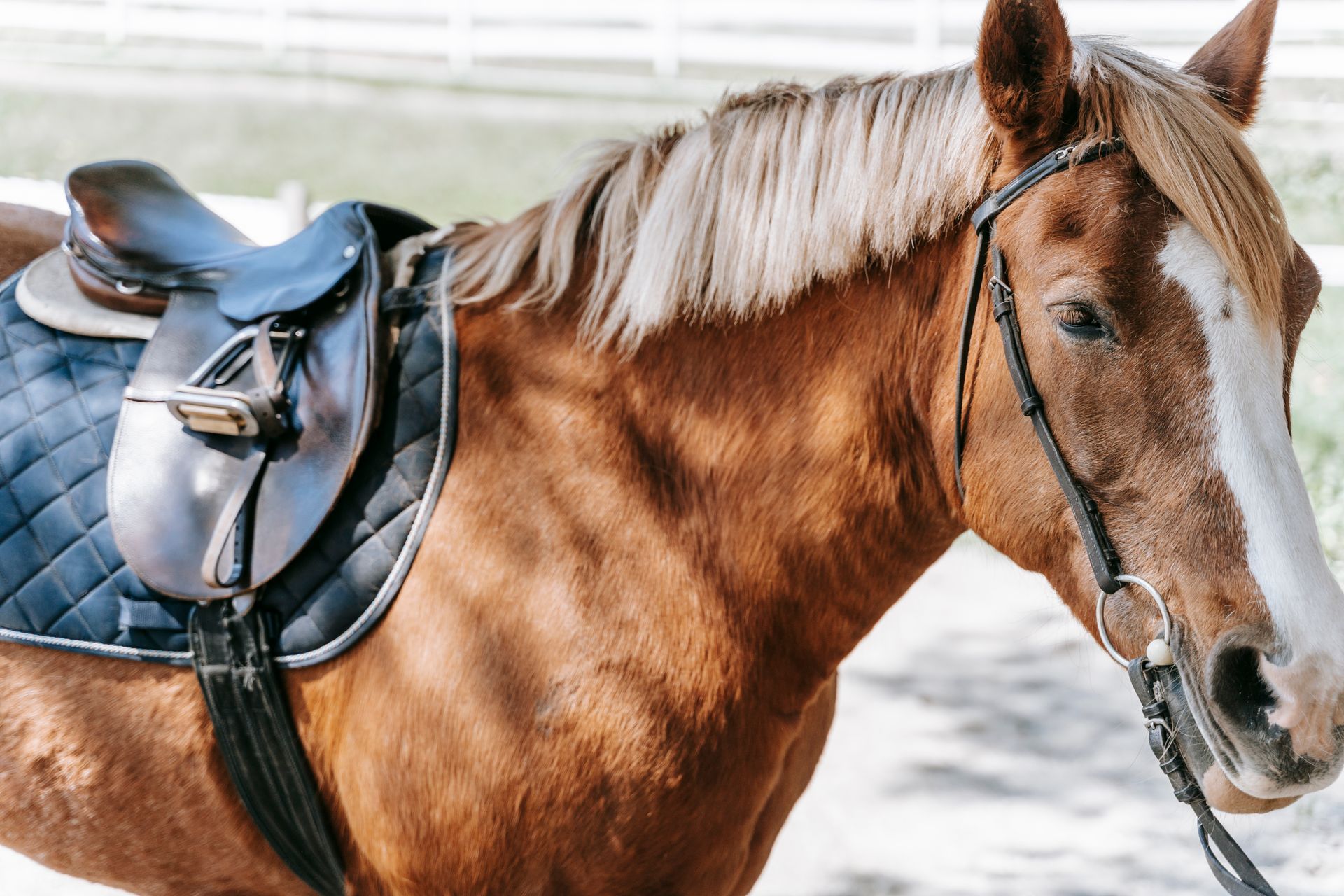 Photo of a Brown Horse with a Black Saddle